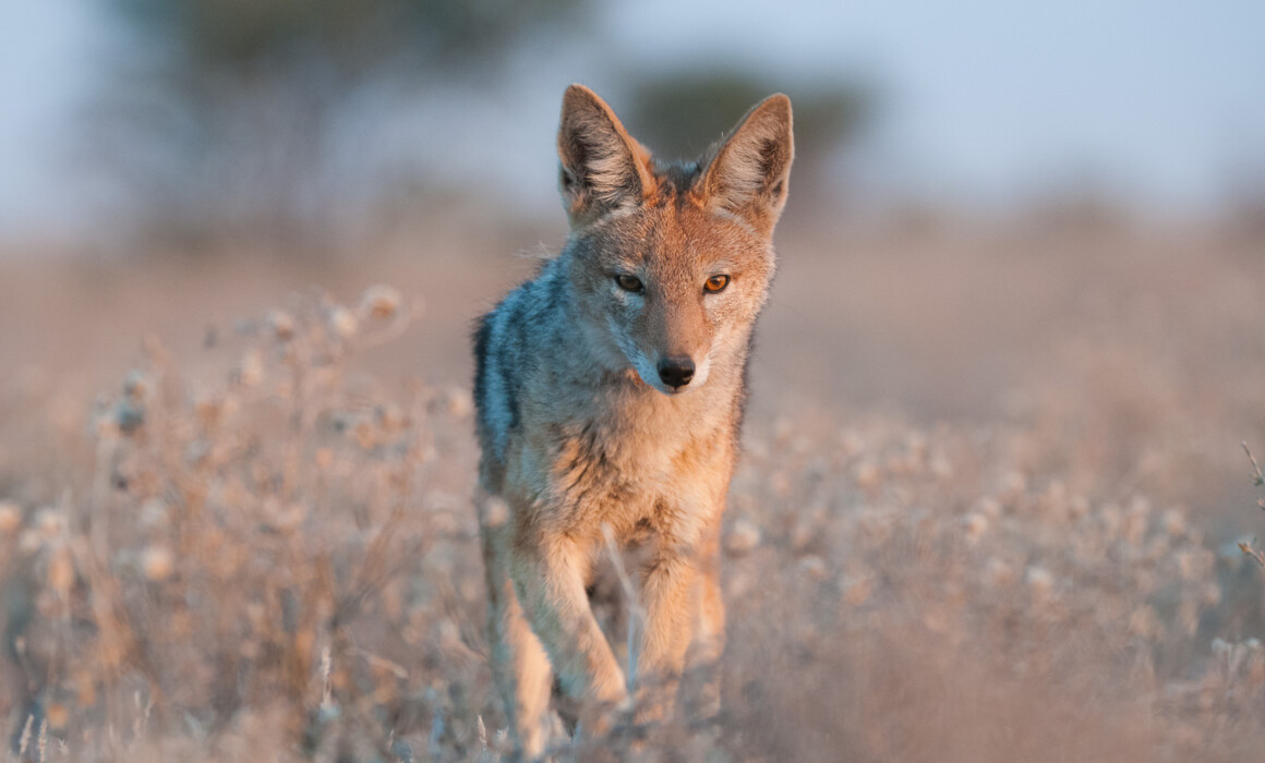 Black-Backed Jackal, Botswana