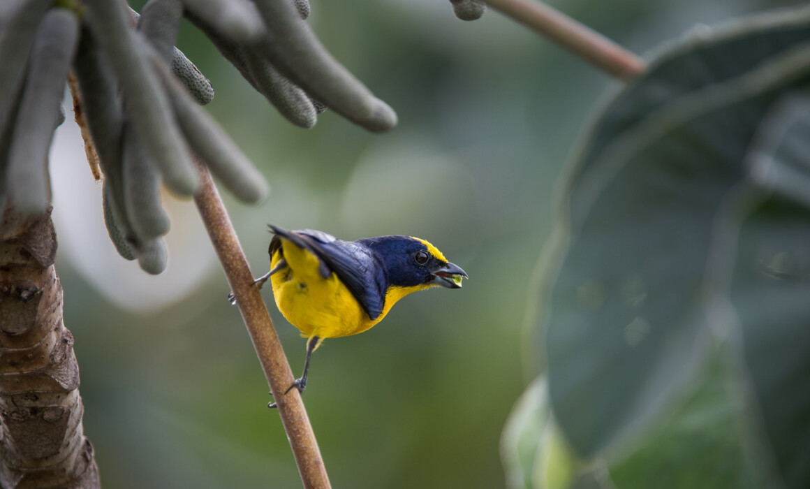 Violaceous Euphonia, Panama