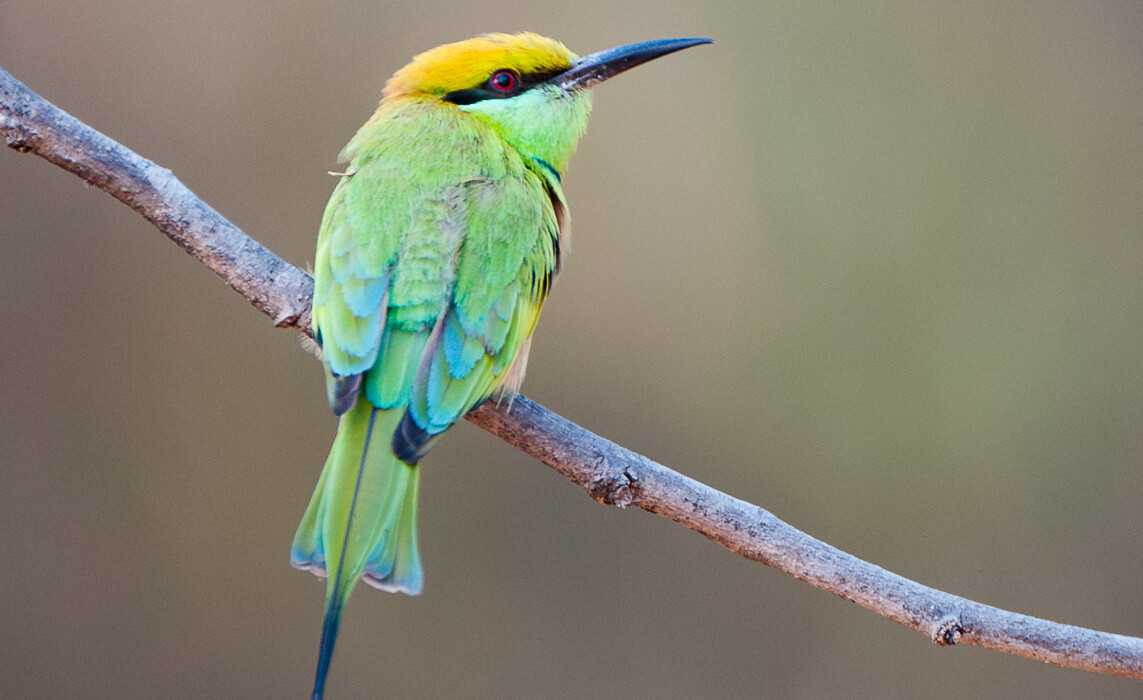 Green Bee Eater, India