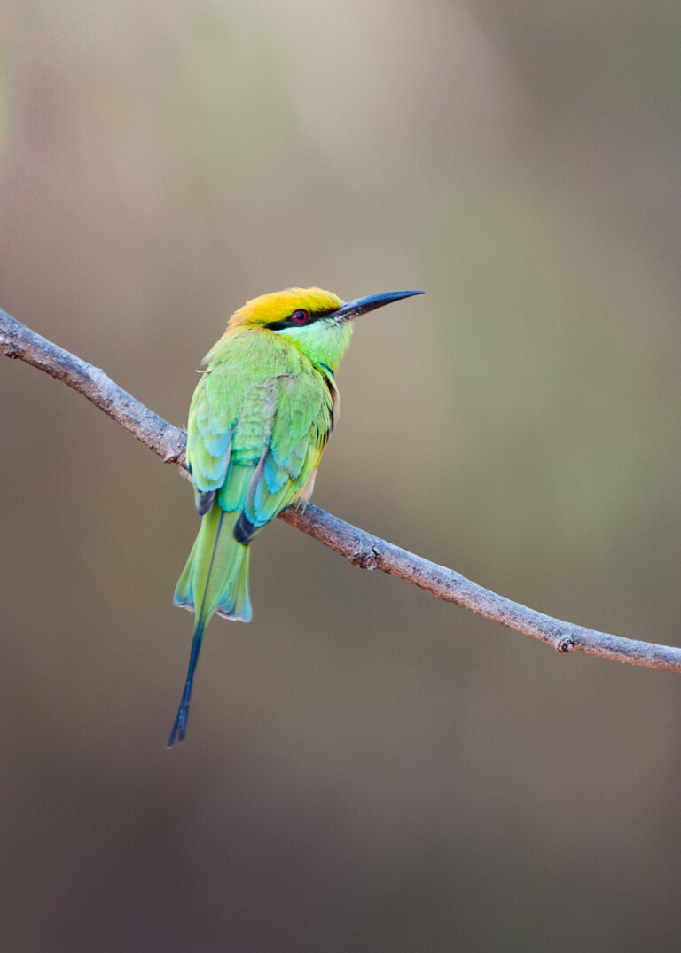 Green Bee Eater, India