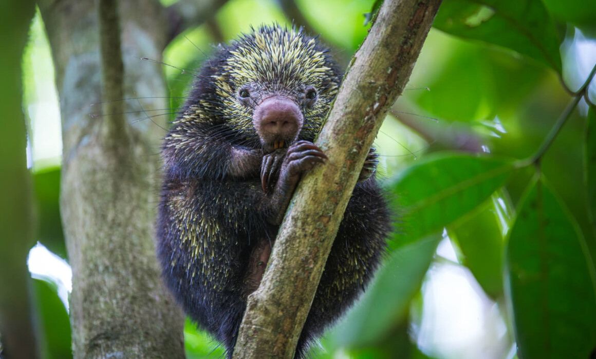 Mexican Hairy Porcupine, Costa Rica