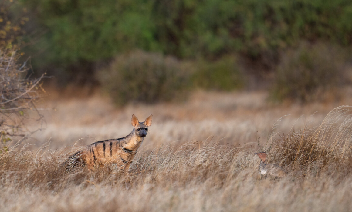 Aardwolf and Buff-Crested Bustard, Kenya