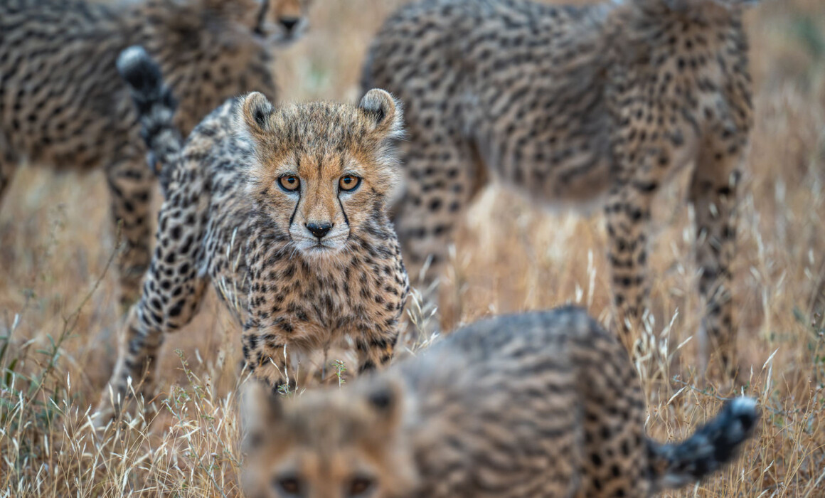 Cheetah Cub, Kenya