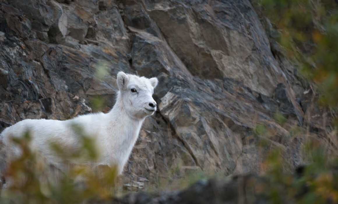 Dall Sheep, Alaska