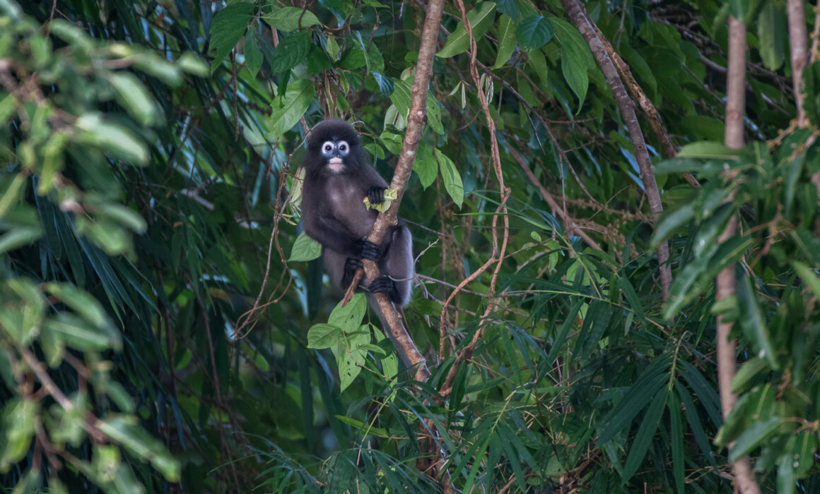 Dusky Langur, Thailand
