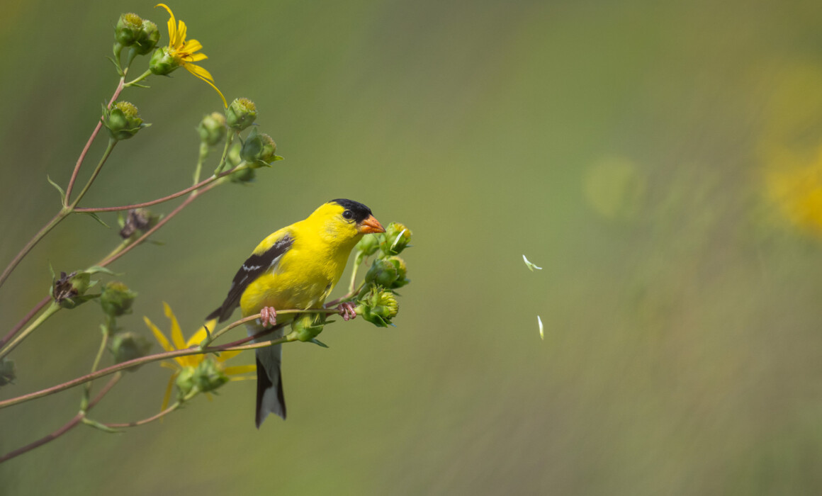 American Goldfinch, Rhode Island