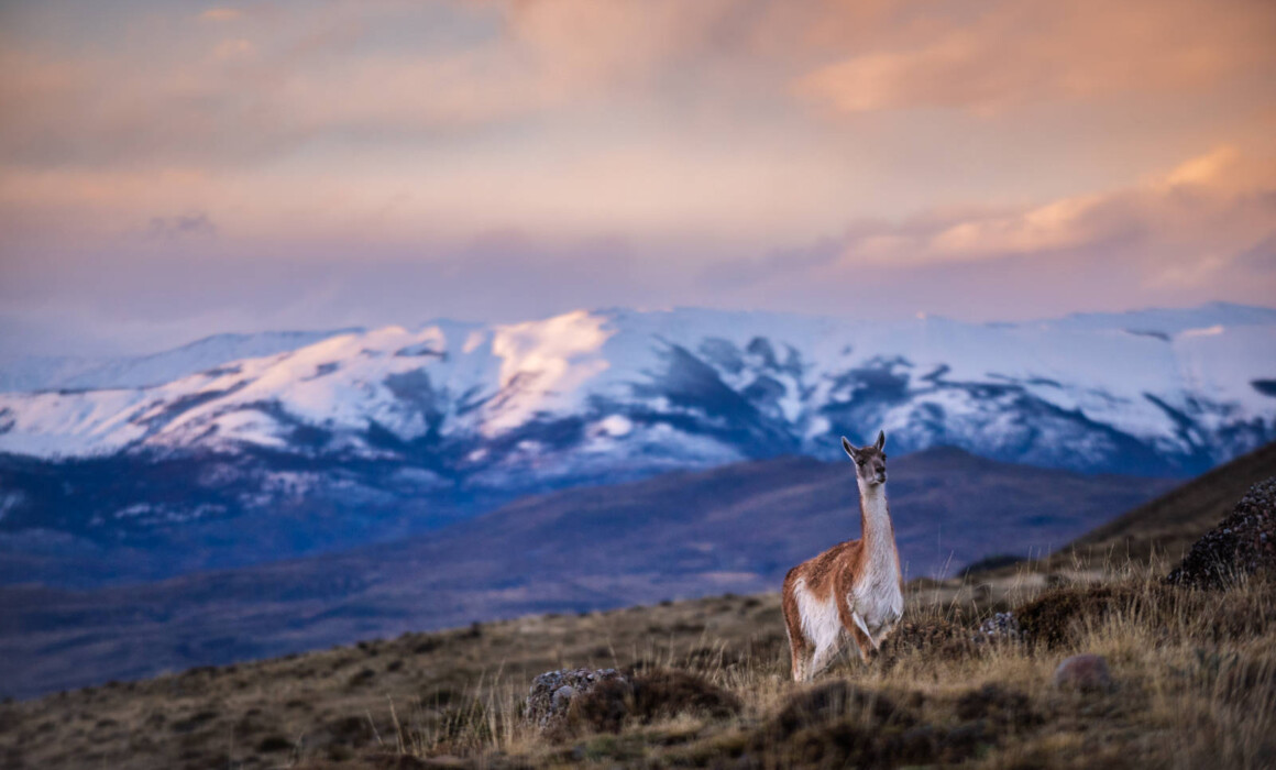 Guanaco, Chile