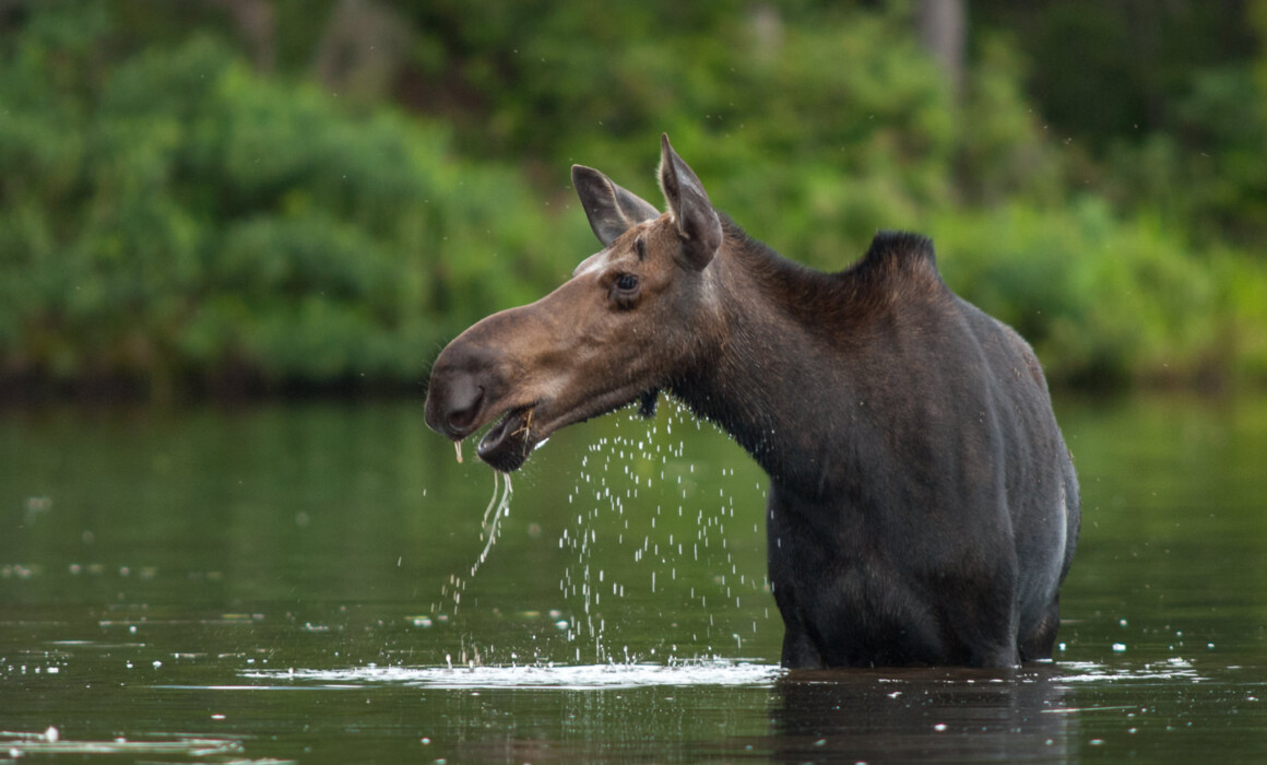 Moose Cow, Maine