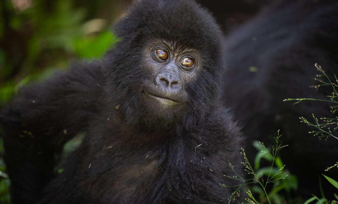 Mountain Gorilla Baby, Uganda