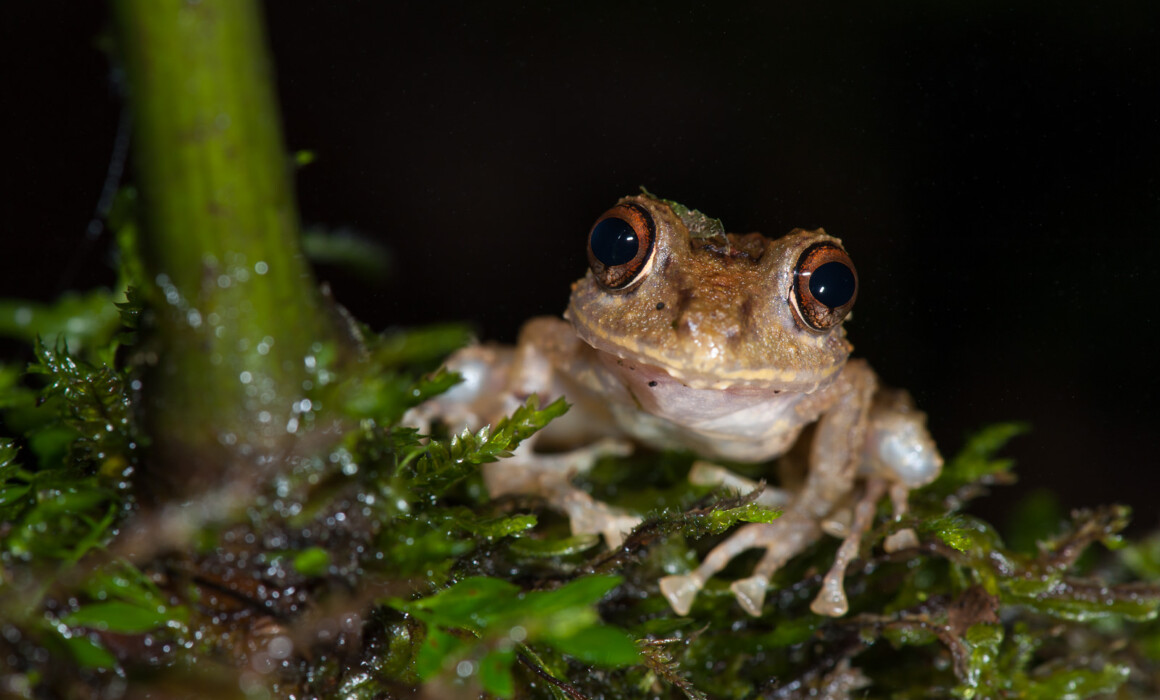 Rain Frog, Ecuador