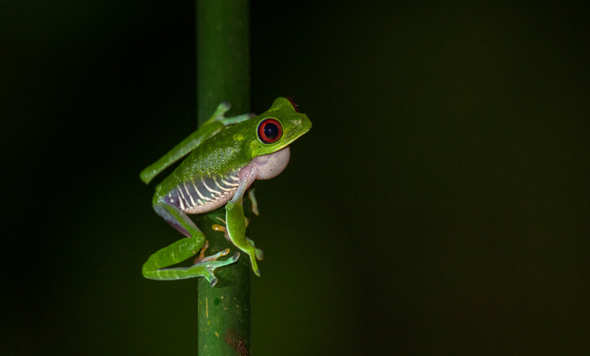 Red Eyed Tree Frog, Costa Rica