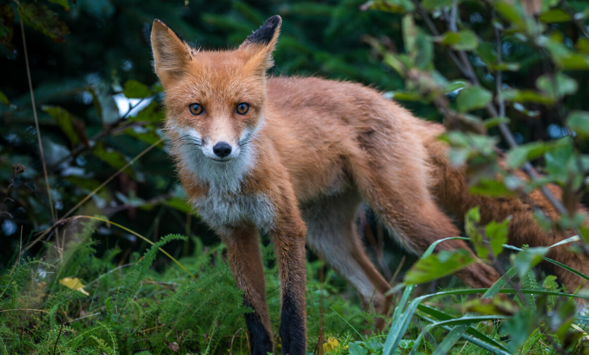 Red Fox, Alaska
