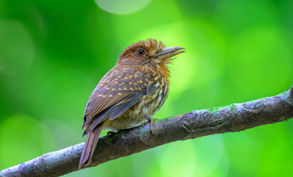 White-Whiskered Puffbird, Costa Rica