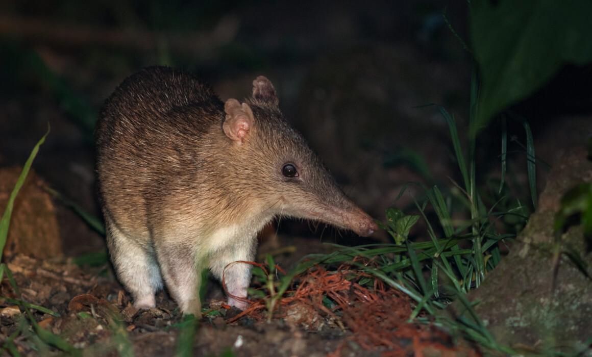 Long-Nosed Bandicoot, Australia