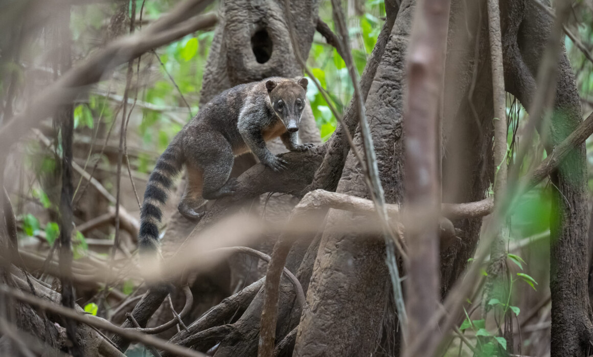 Coati, Guyana