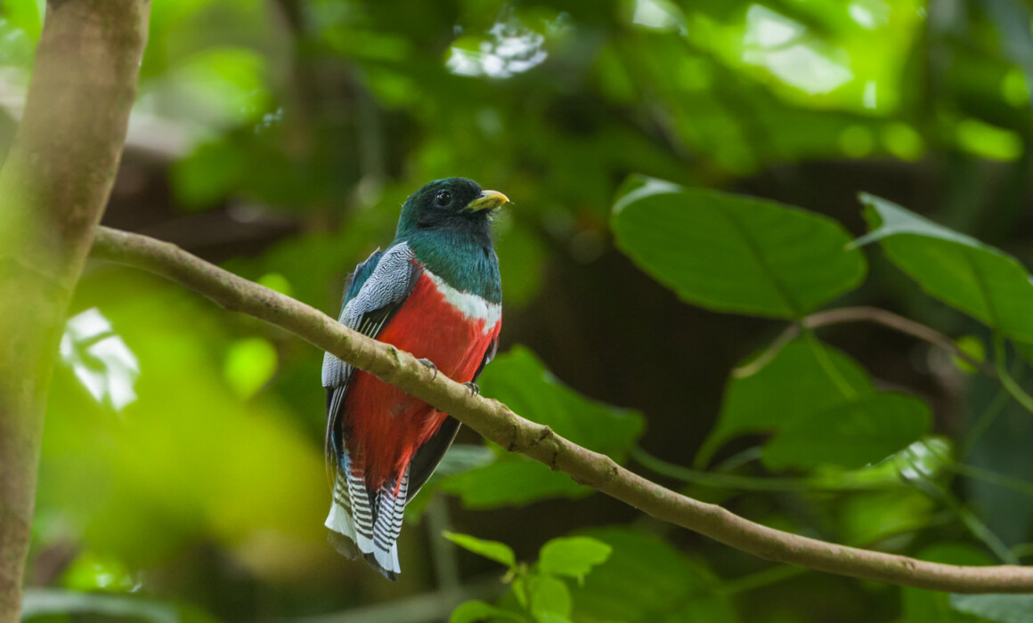 Collared Trogon, Bolivia