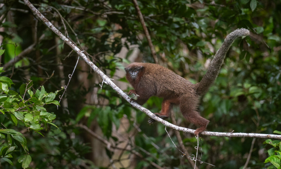 Coppery Titi Monkey, Peru