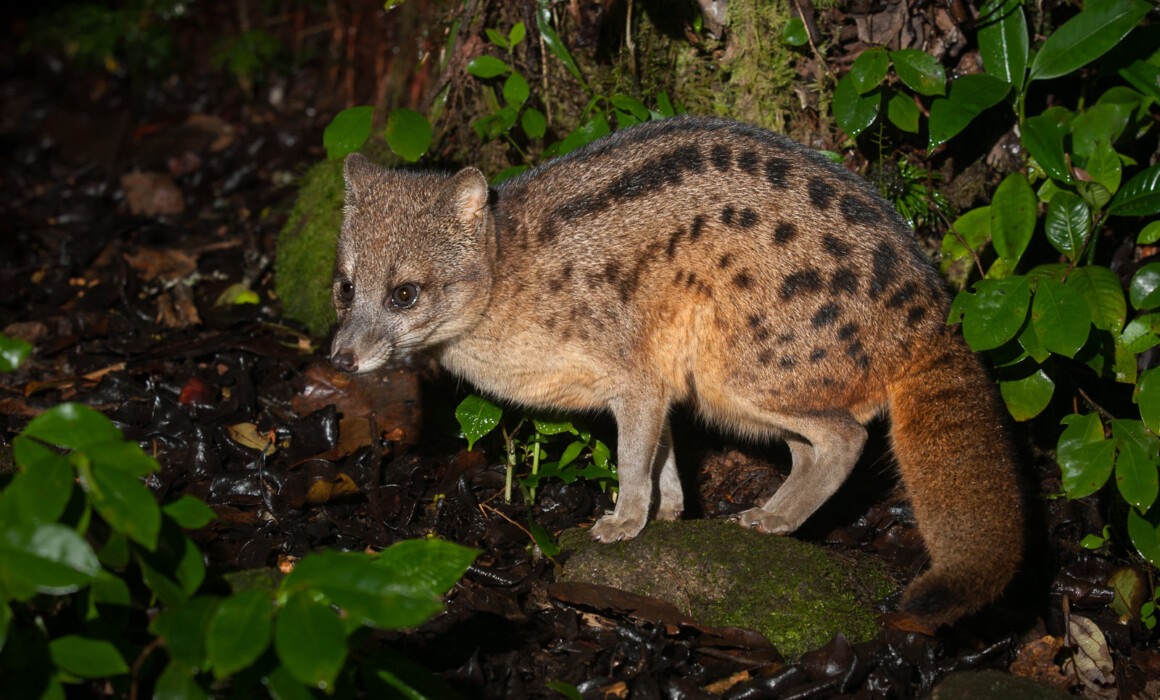 Fanaloka, Madagascar