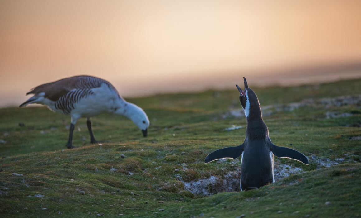 Magellanic Penguin and Magellan Goose, Falkland Islands
