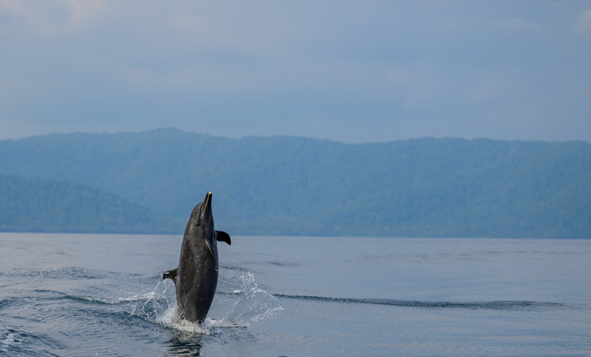 Pantropical Spotted Dolphin, Costa Rica