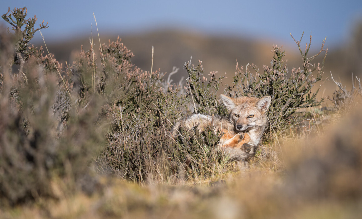 Patagonian Fox, Chile