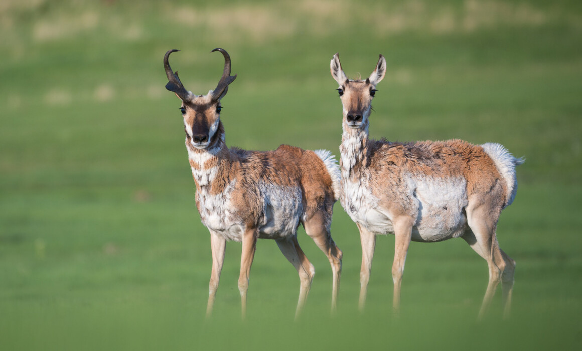 Pronghorn Pair, Wind Cave National Park, South Dakota