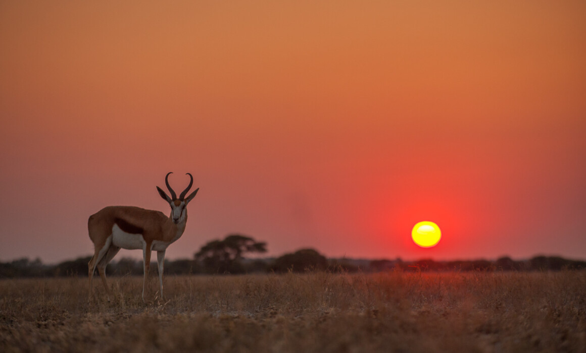 Springbok, Botswana