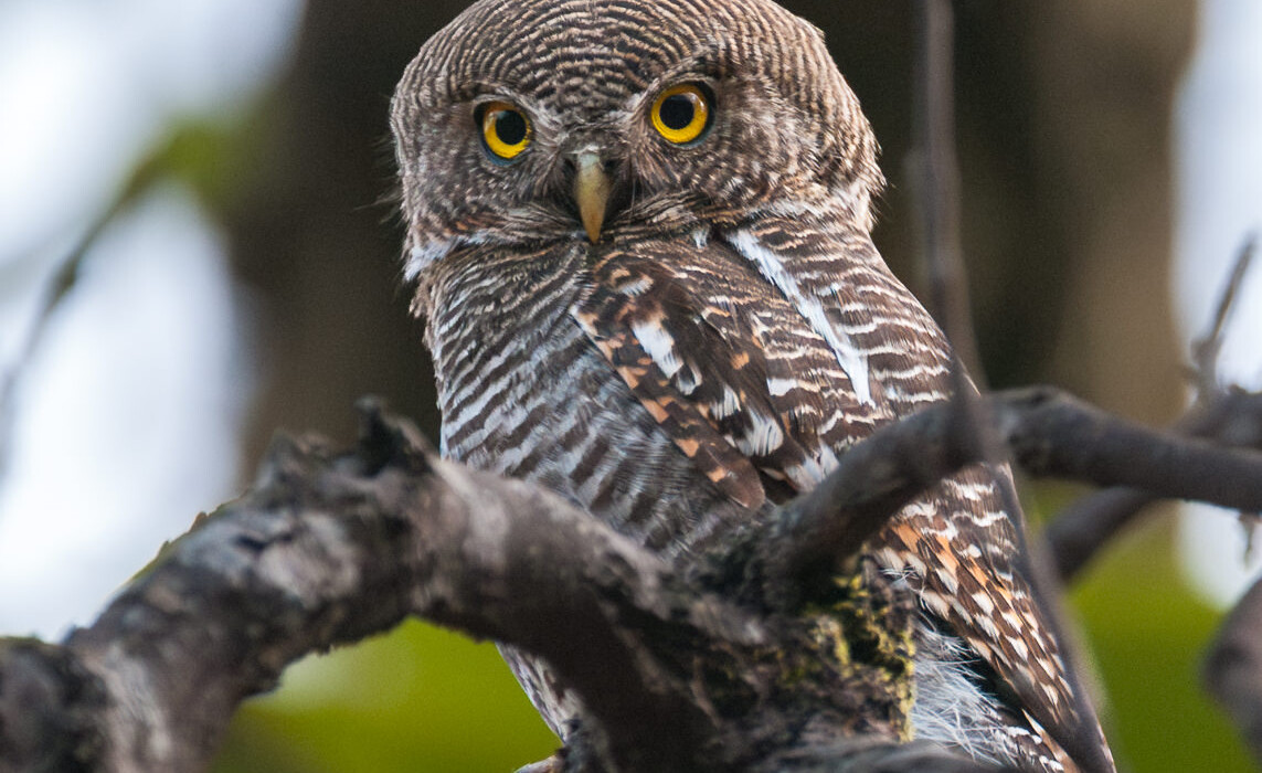 Barred Jungle Owlet, India