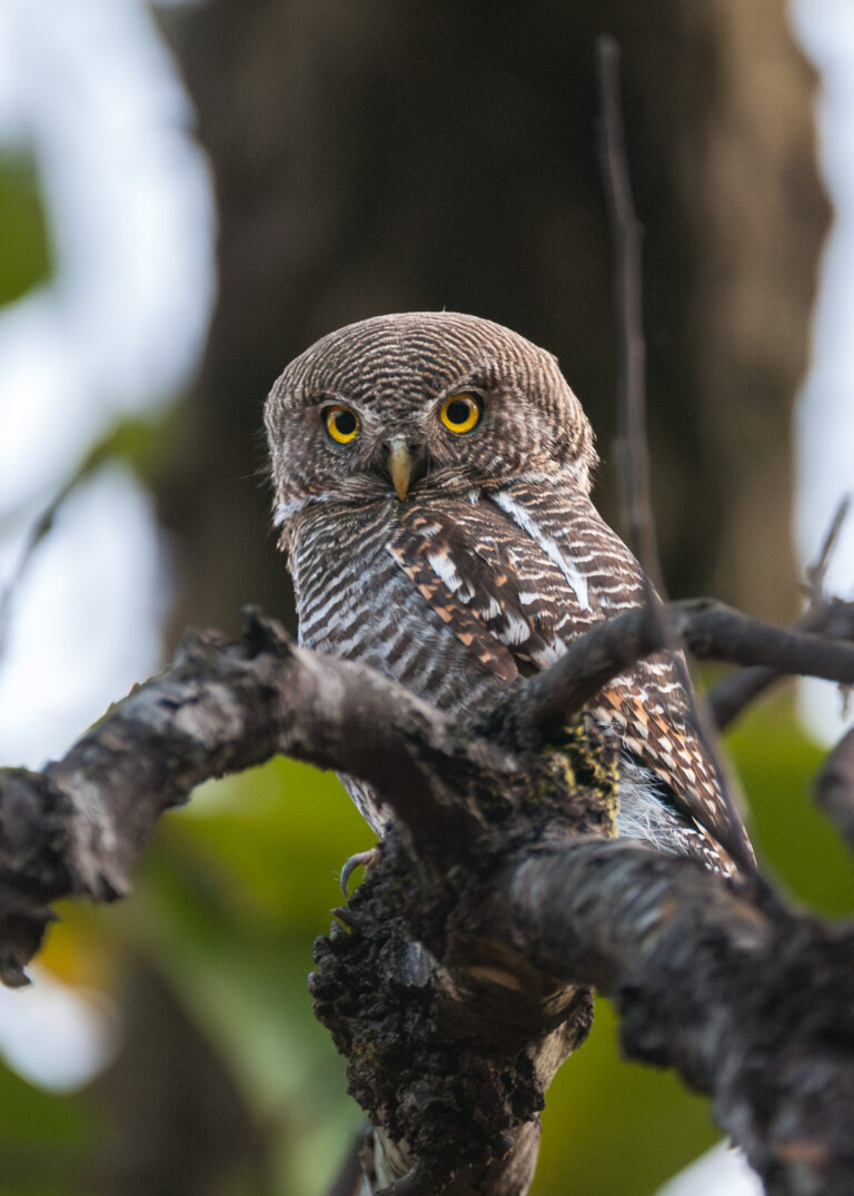 Barred Jungle Owlet, India