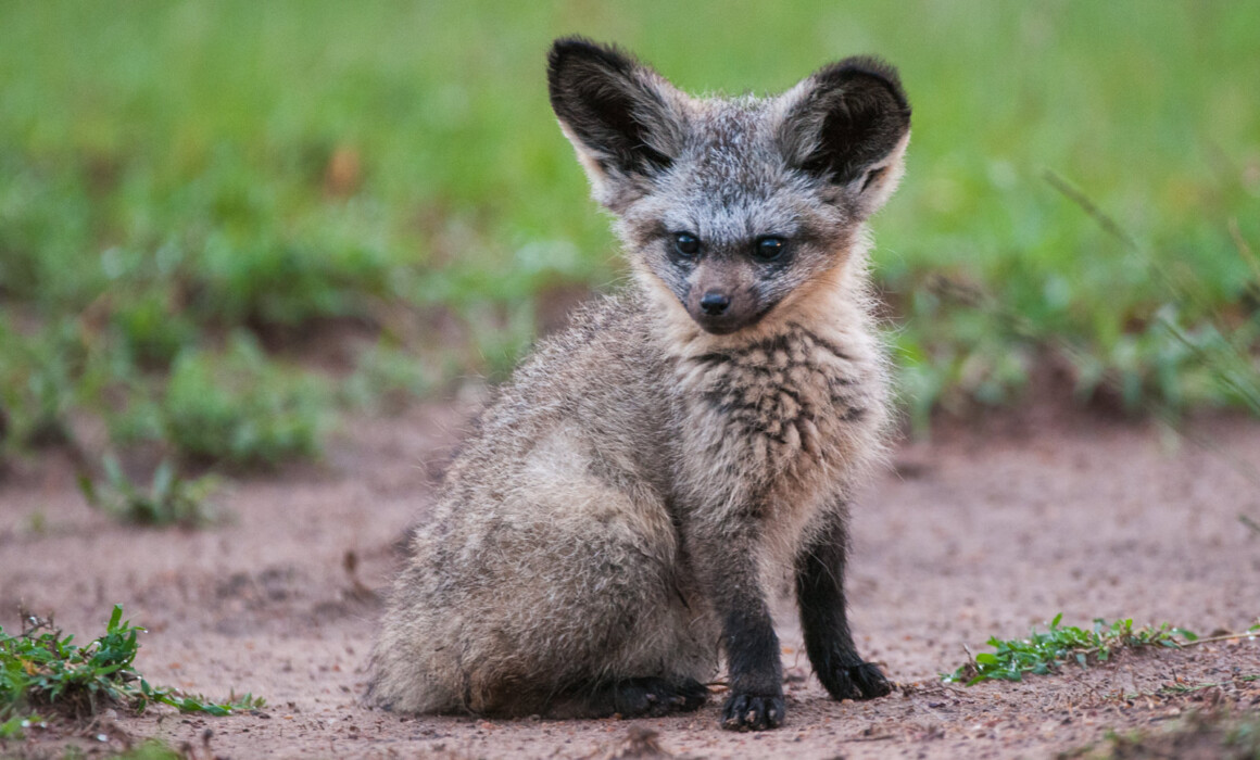 Bat-Eared Fox Pup, Kenya