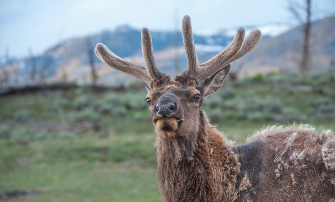 Bull Elk, Yellowstone National Park, Wyoming