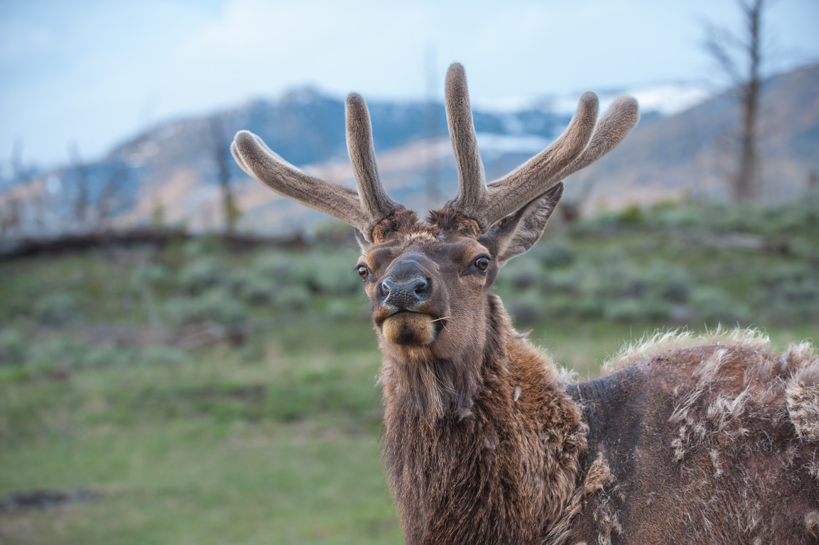 Bull Elk, Yellowstone National Park, Wyoming