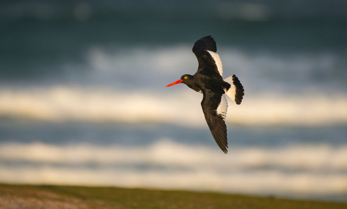 Magellanic Oystercatcher, Falkland Islands