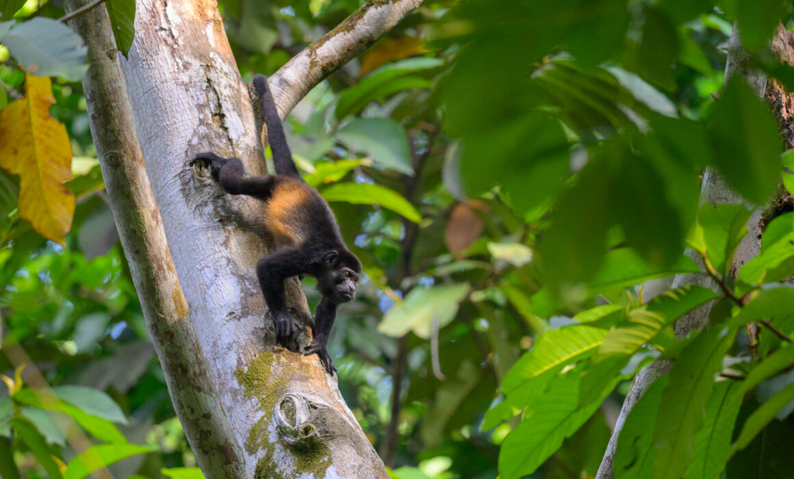 Mantled Howler Monkey, Costa Rica