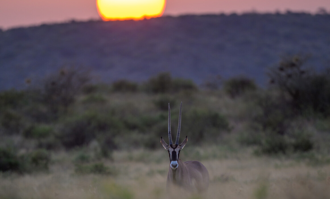 Beisa Oryx, Kenya