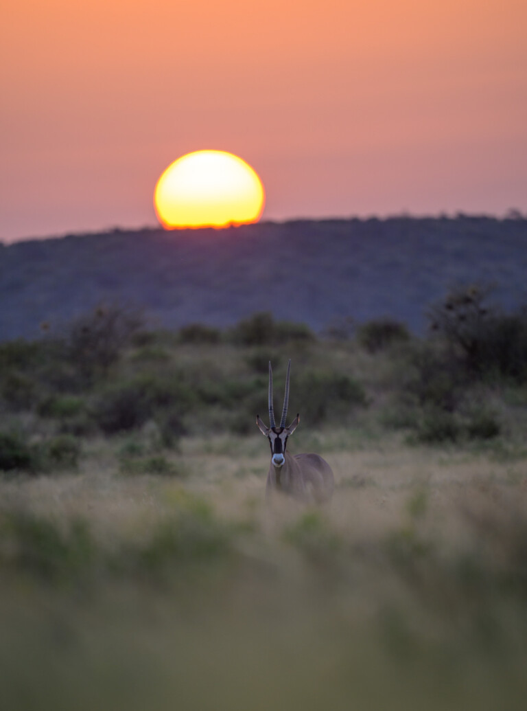 Beisa Oryx, Kenya