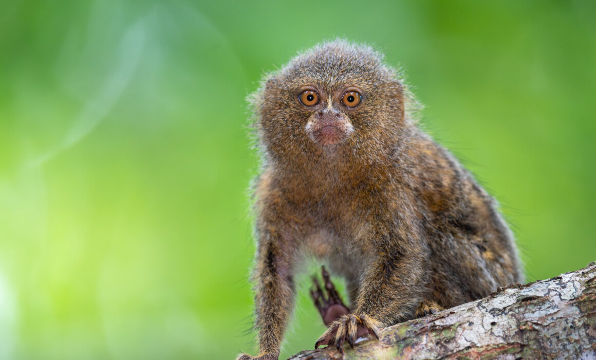 Pygmy Marmoset, Peru