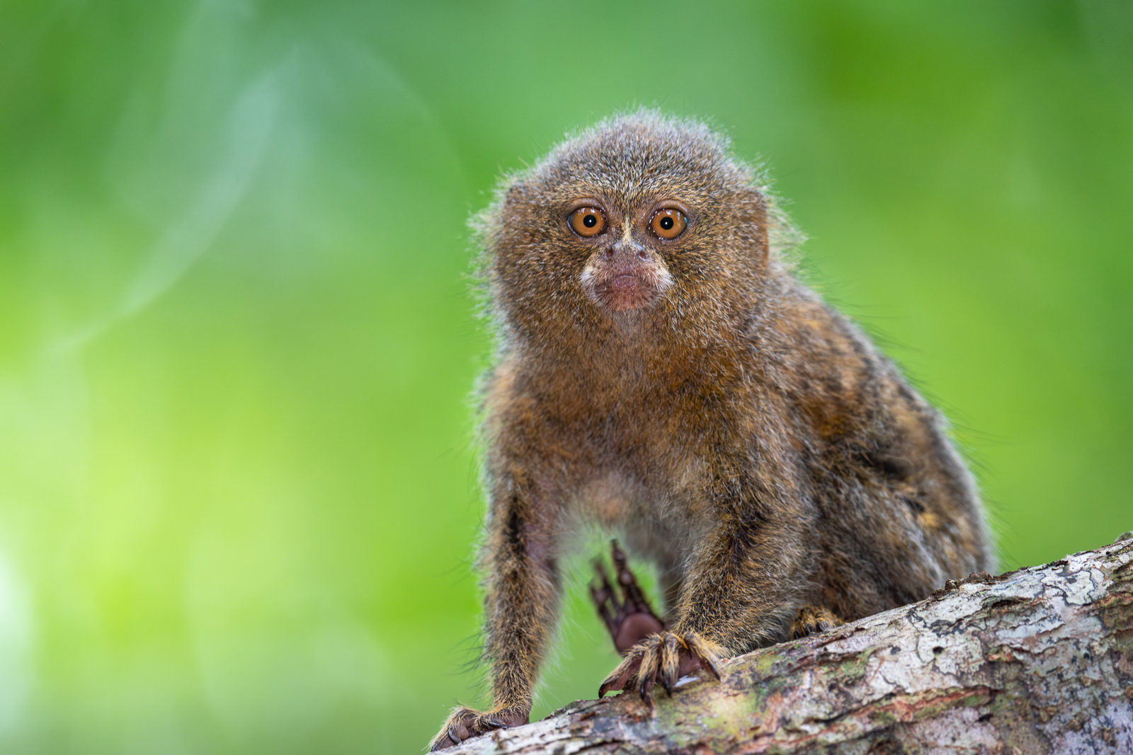 Pygmy Marmoset, Peru