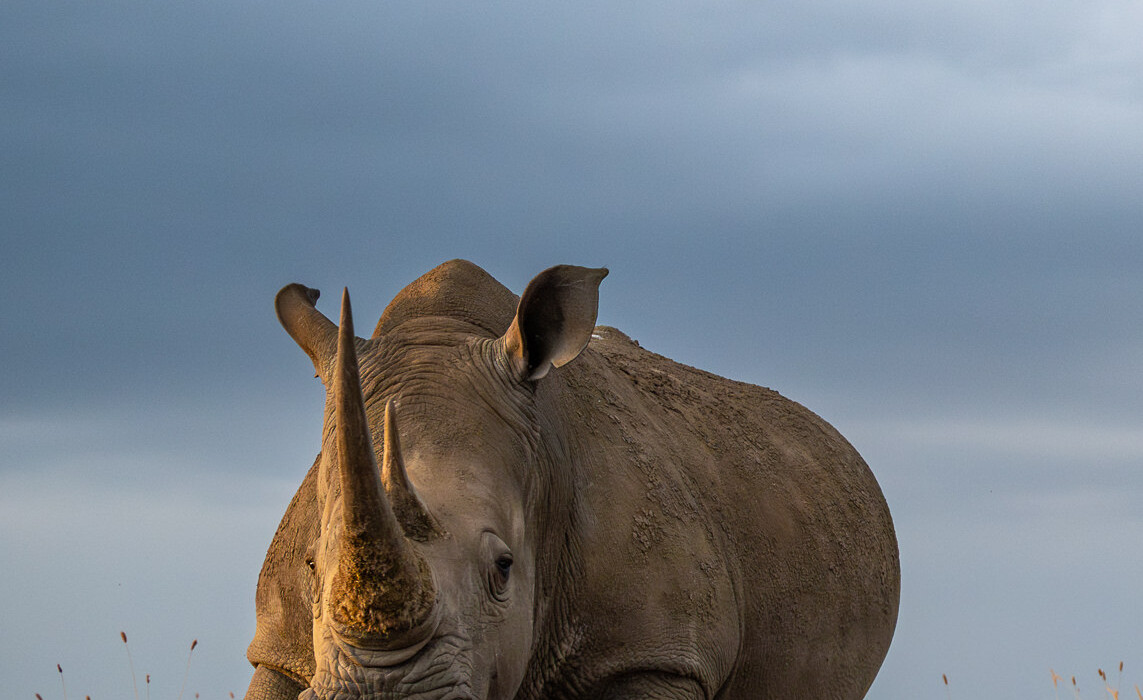 Southern White Rhinoceros, Kenya