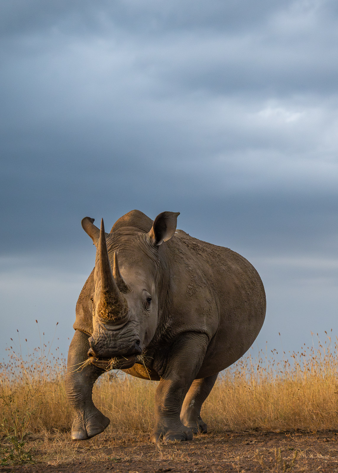 Southern White Rhinoceros, Kenya