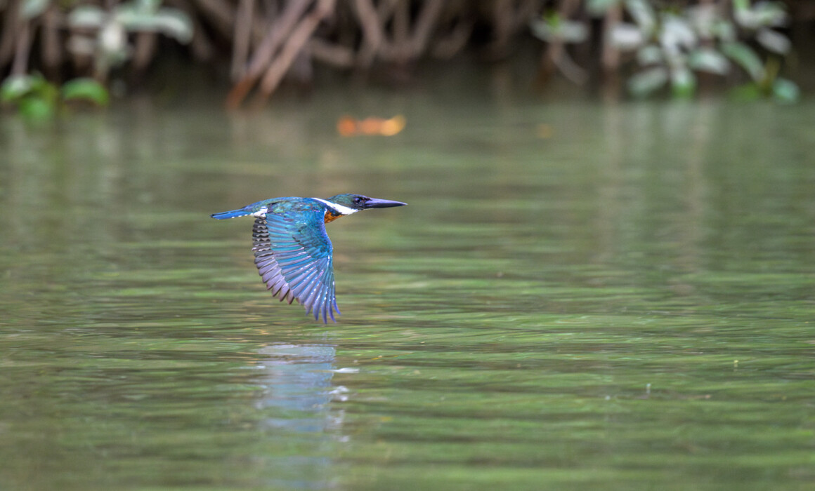Ringed Kingfisher, Costa Rica