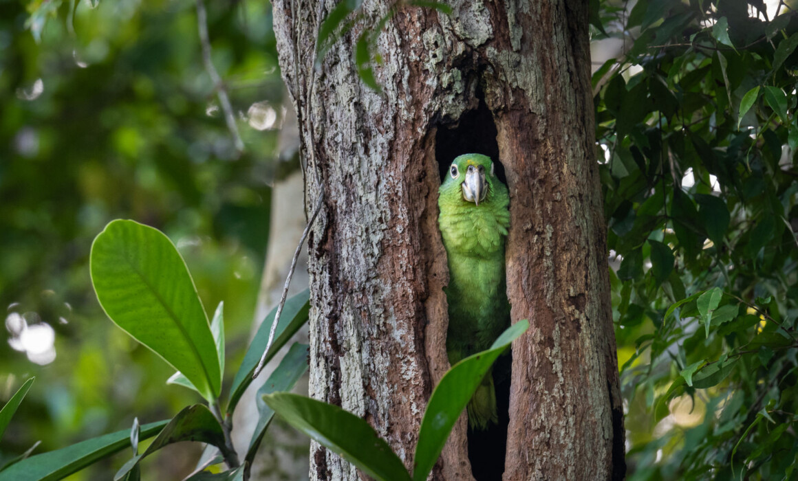 Southern Mealy Amazon Parrot, Peru