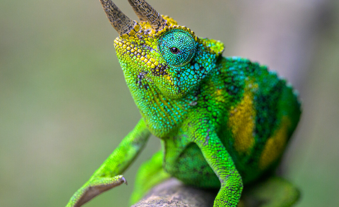 Three-Horned Chameleon, Uganda