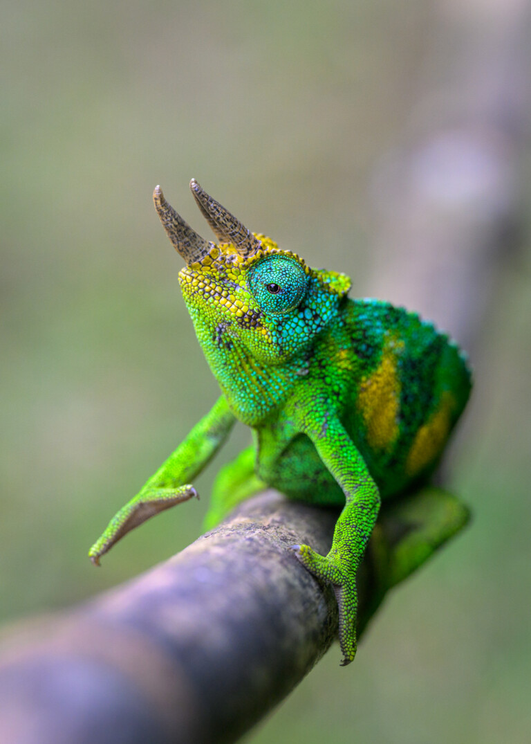 Three-Horned Chameleon, Uganda