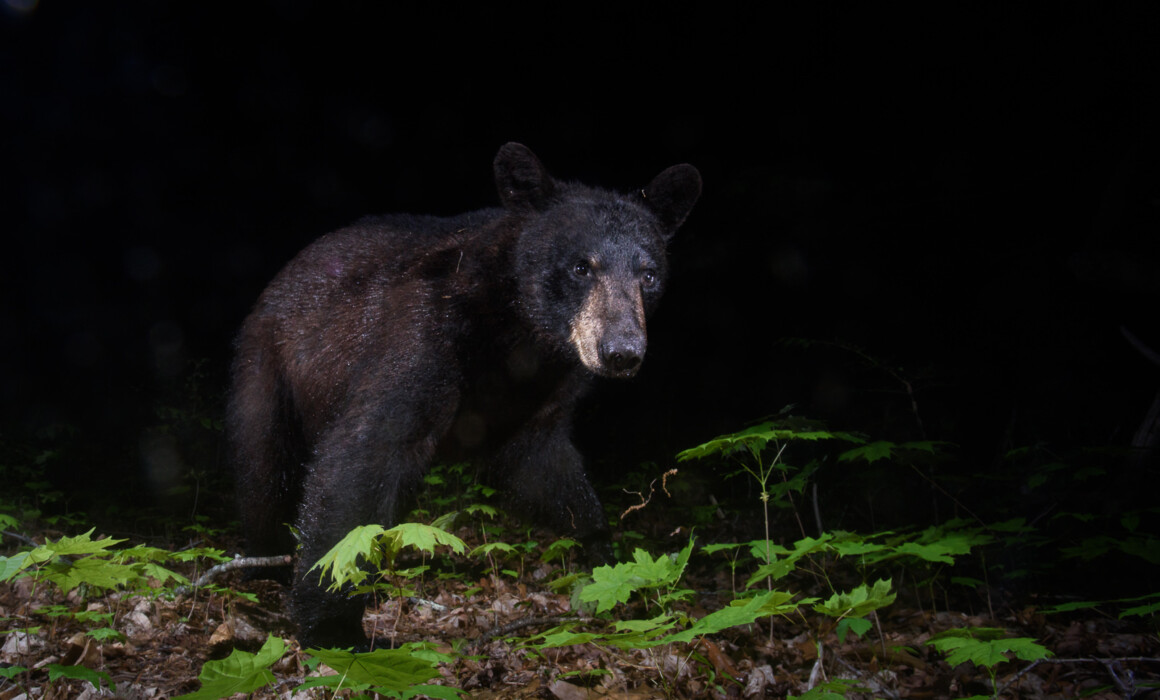 Black Bear, Farmington, Connecticut