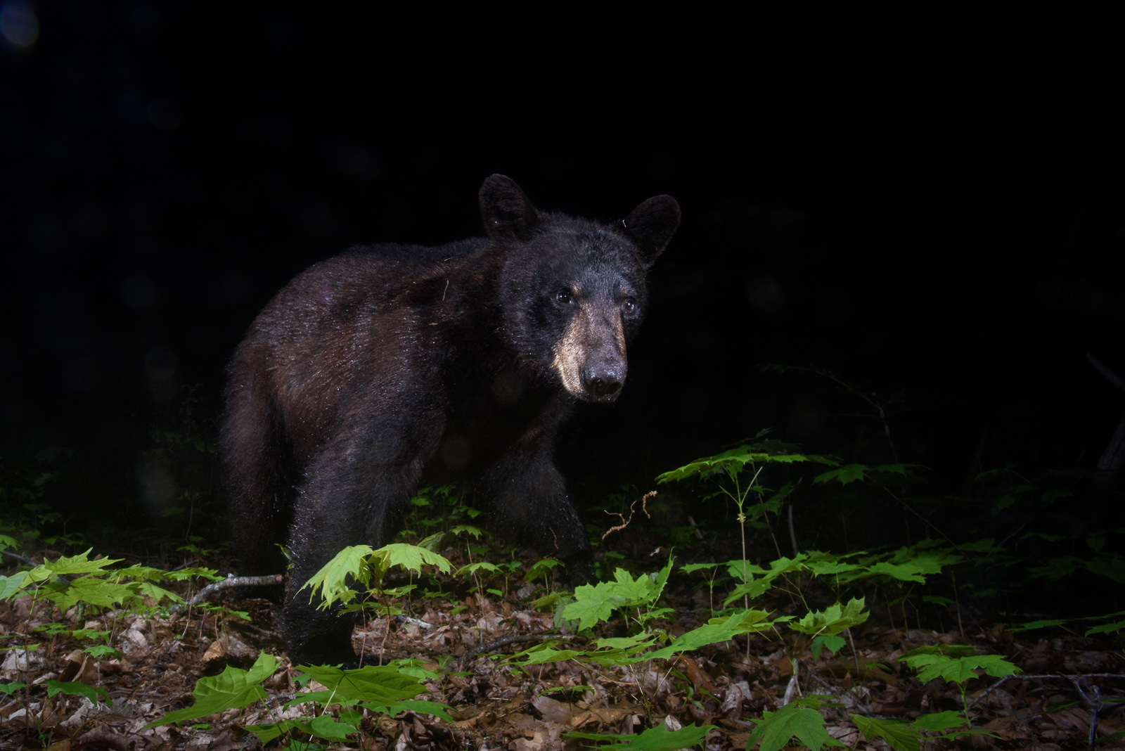 Black Bear, Farmington, Connecticut