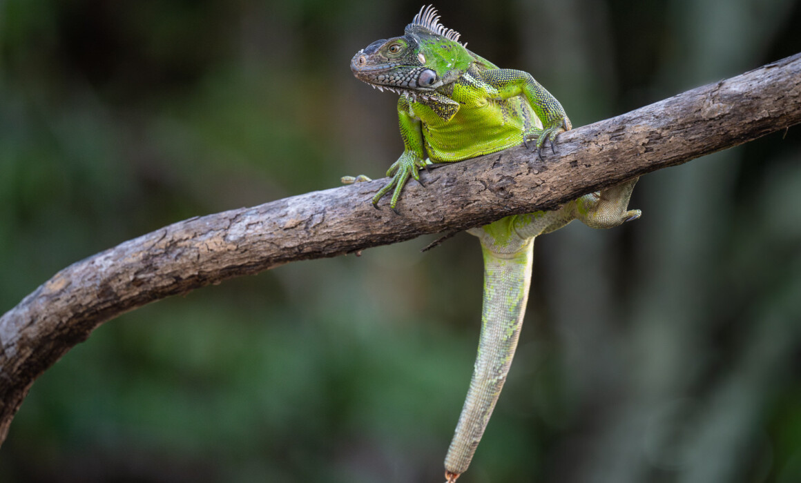 Green Iguana, Guyana