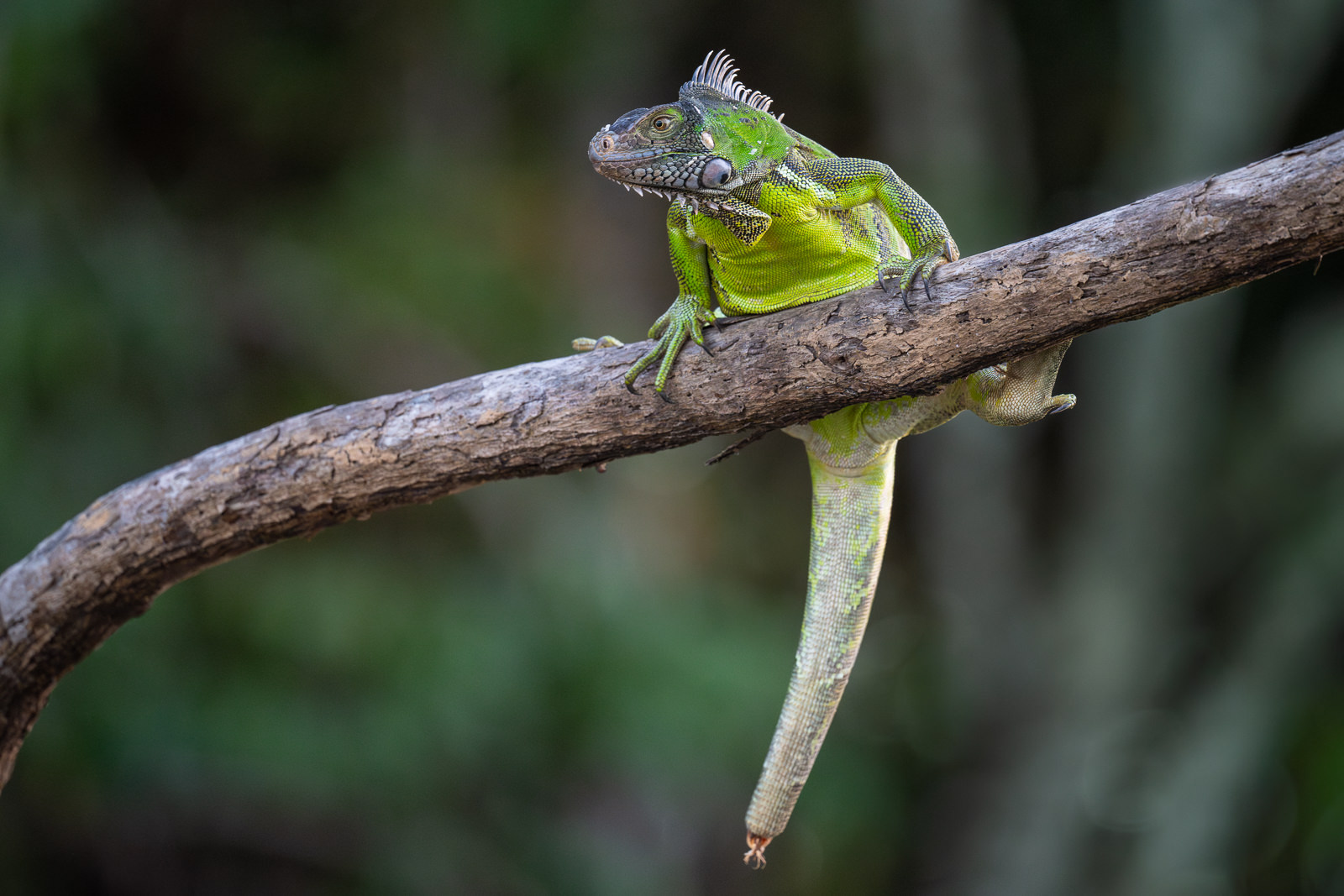 Green Iguana, Guyana