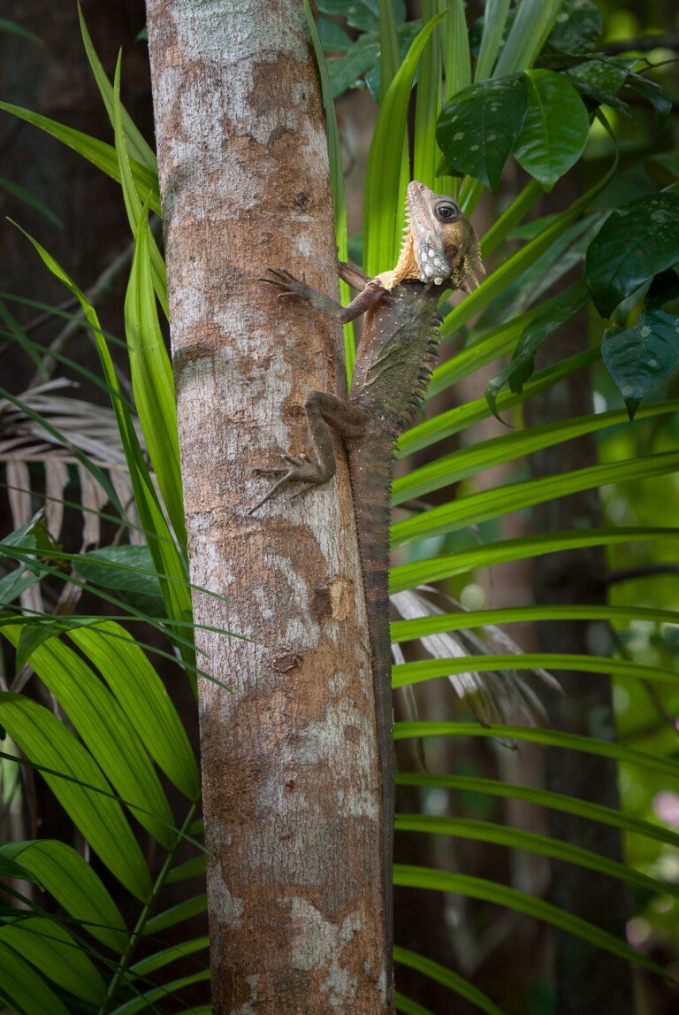 Boyd's Water Dragon, Australia