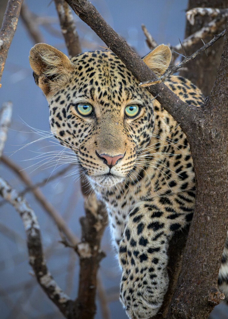 Leopard Eyes, Kenya